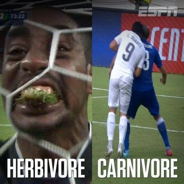 Herbivoe - Carinvoe