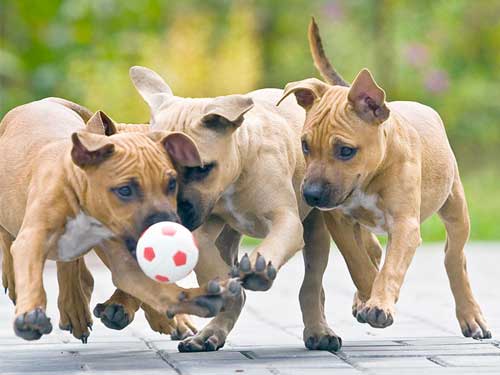 Small dogs, tiny ball