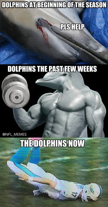 Dolphins past, present and future