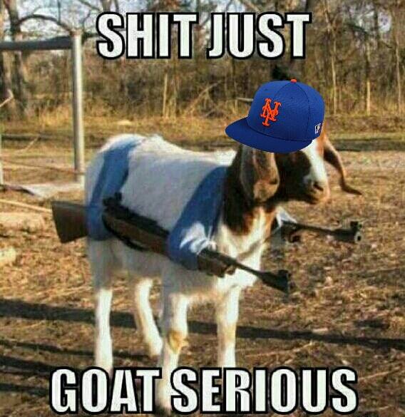 Serious goat