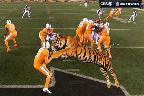 Bengals Eating Dolphins