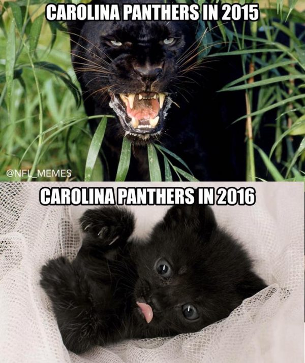 panthers-in-2015-panthers-in-2016