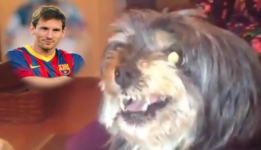 Dog Loves Real Madrid, Hates Barcelona