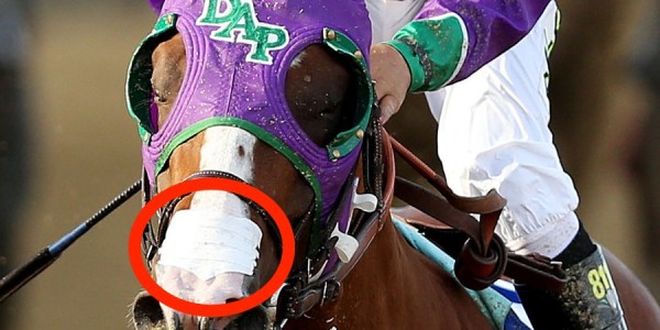 California Chrome – Nasal Strip Approved For Belmont