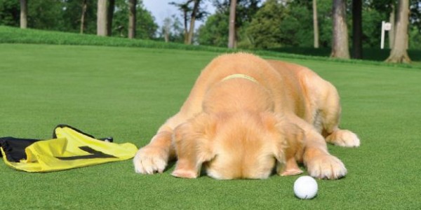 20 Cute Moments of Dogs Trying to be Great at Sports