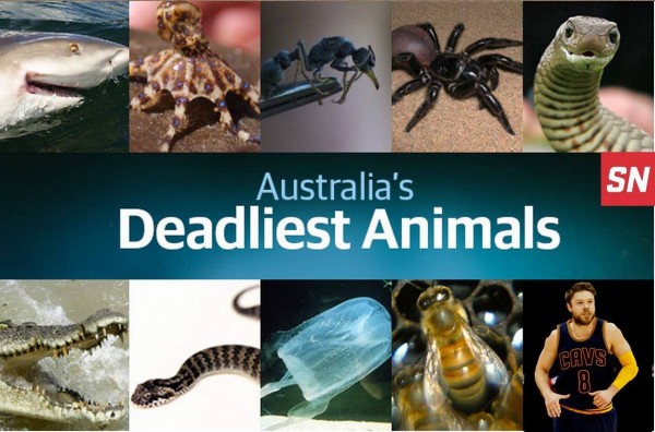 Australia's deadliest animals