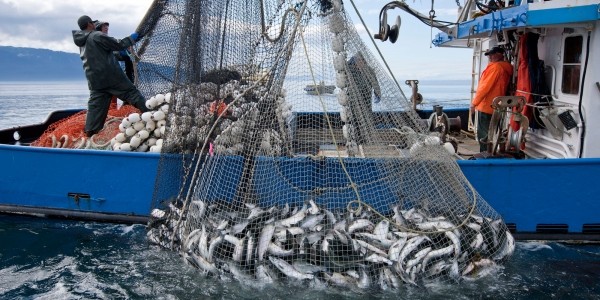A Year With No Deaths is New to Alaskan Commercial Fishing