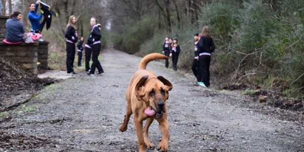 Elkmont, Alabama Half Marathon Made Famous Thanks to Ludivine the Dog