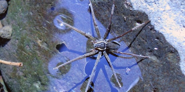 Australia has a New Scary Animal: A Spider That Swims & Catches Fish