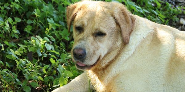 Obese Labrador Retrievers Have a Gene That Makes Them Constantly Hungry