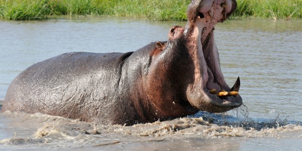 Hippopotamus Ranching Was Almost a Thing in the United States Once Upon a Time