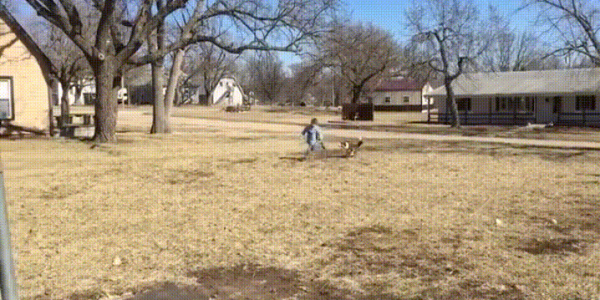 Dog Makes Incredible Out in Backyard Baseball Against a Kid