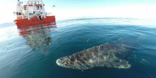 Greenland Sharks Live Longer Than Almost Anything; 400 Years, Maybe More