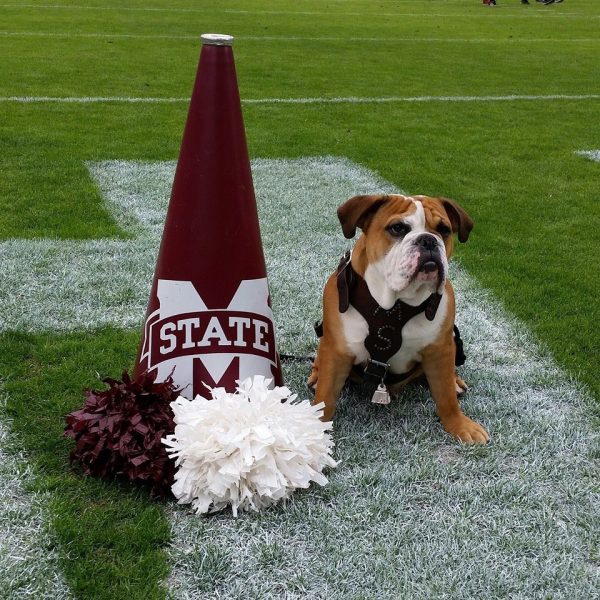 The Dogs of College Football
